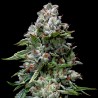 KOSHER KUSH · DNA Genetics · kaufen  cannabis samen · Fem