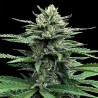 AUTO STRAWBERRY BANANA · DNA Genetics · semi di canapa indiana · Auto Fem
