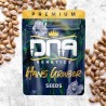 HANS GRUBER · DNA Genetics · cannabis seeds · Fem