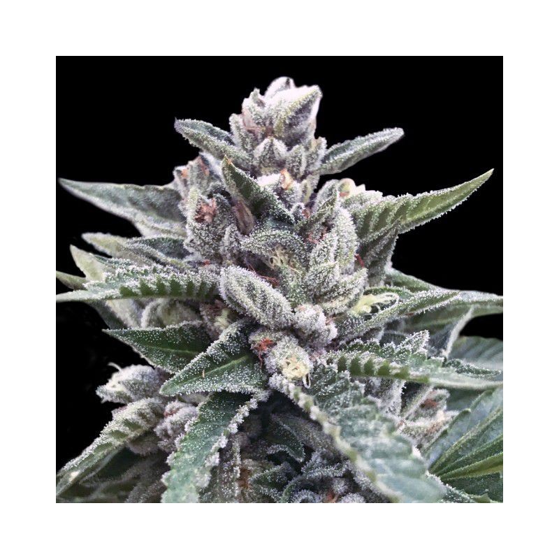 KOSHER SORBET · DNA Genetics · sementes de maconha · Fem
