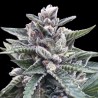 KOSHER SORBET · DNA Genetics · sementes de maconha · Fem