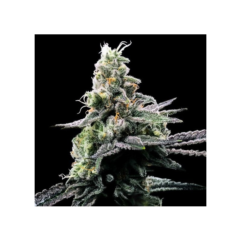 PURPLE KOSHER · DNA Genetics · cannabis seeds · Fem