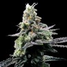 PURPLE KOSHER · DNA Genetics · cannabis seeds · Fem