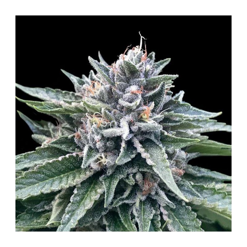 SORBET 4 · DNA Genetics · kaufen cannabis samen · Fem