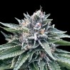 SORBET 4 · DNA Genetics · kaufen cannabis samen · Fem