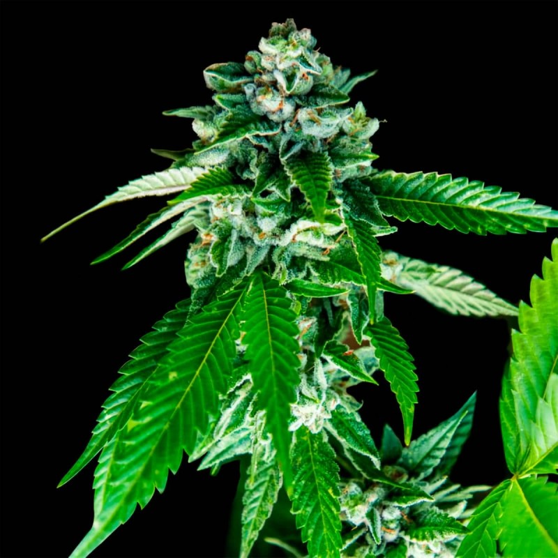 SORBET DREAMS · DNA Genetics · kenevir tohum · disi · Fem