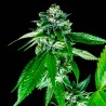 SORBET DREAMS · DNA Genetics · cannabis seeds · Fem