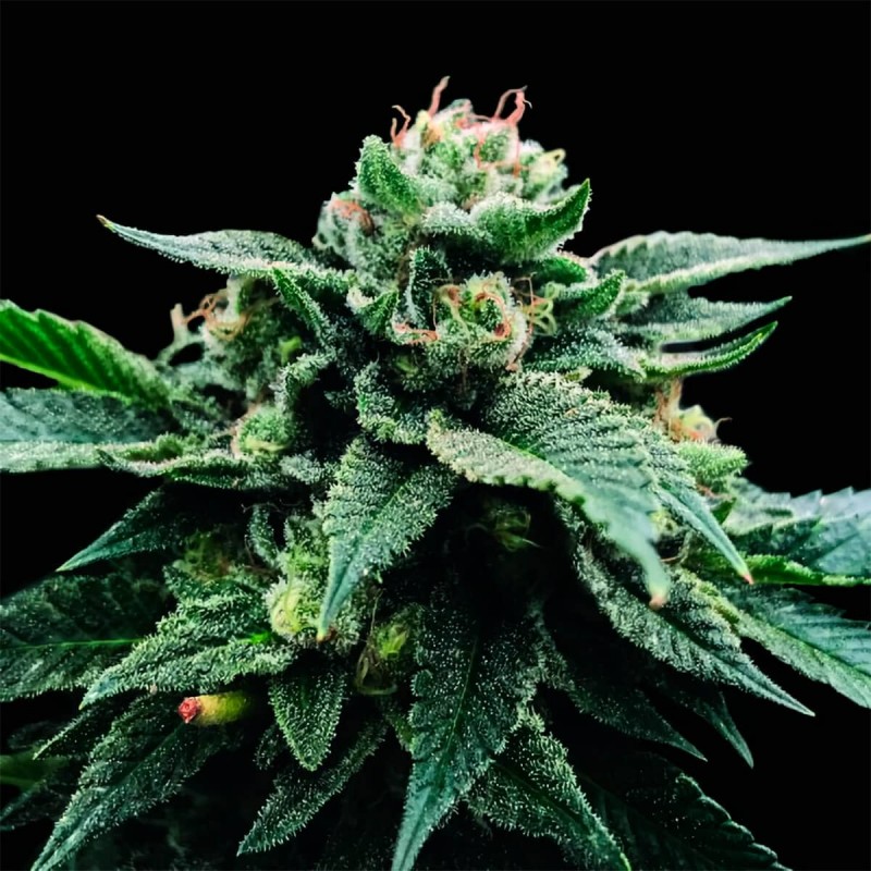 SORBET STASH · DNA Genetics · sementes de maconha · Fem