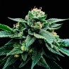 SORBET STASH · DNA Genetics · sementes de maconha · Fem