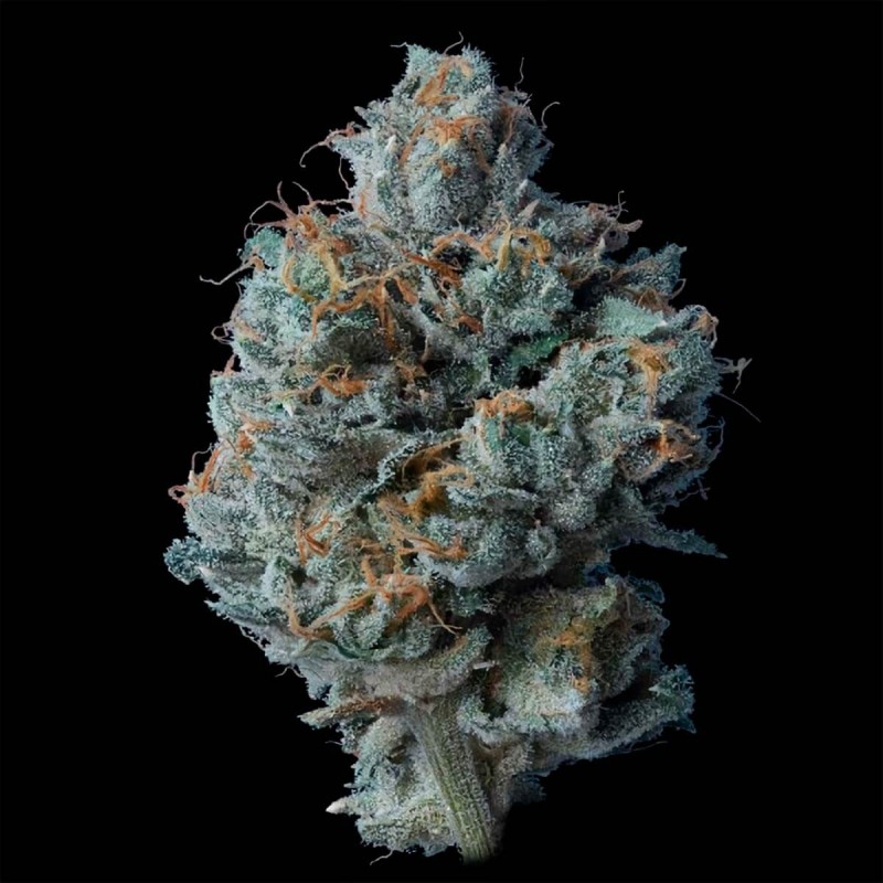 ZALLAH BREAD · DNA Genetics · semi di canapa indiana · Fem