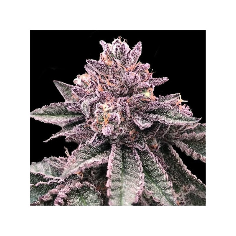 DNA CAKE · DNA Genetics · semi di canapa indiana · Fem
