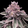 DNA CAKE · DNA Genetics · cannabis seeds · Fem