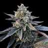 GELATO SORBET · DNA Genetics · cannabis seeds · Fem