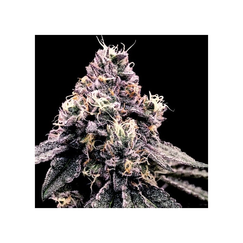 KOSHER PIE · DNA Genetics · semi di canapa indiana · Fem
