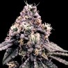 KOSHER PIE · DNA Genetics · semi di canapa indiana · Fem