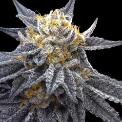 SSOG · DNA Genetics · semi...