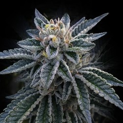 3PEAT · DNA Genetics · semi...
