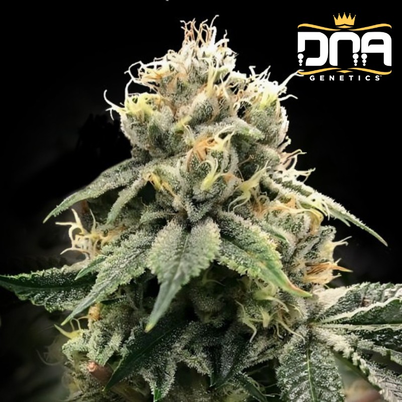 CHOCOLATE TRUFFLE SHUFFLE - C.T.S. · DNA Genetics · semi di canapa indiana · Fem