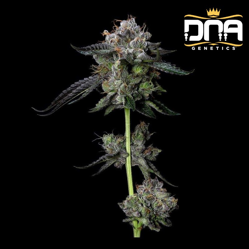 FOUR PROPHETS · DNA Genetics · sementes de maconha · Fem