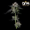 FOUR PROPHETS · DNA Genetics · semi di canapa indiana · Fem
