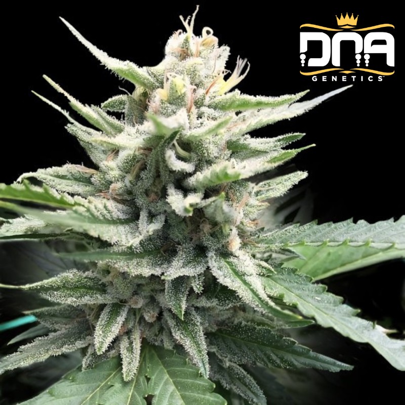 HONEY BANANA S1 · DNA Genetics · semi di canapa indiana · Fem