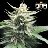 HONEY BANANA S1 · DNA Genetics · semi di canapa indiana · Fem
