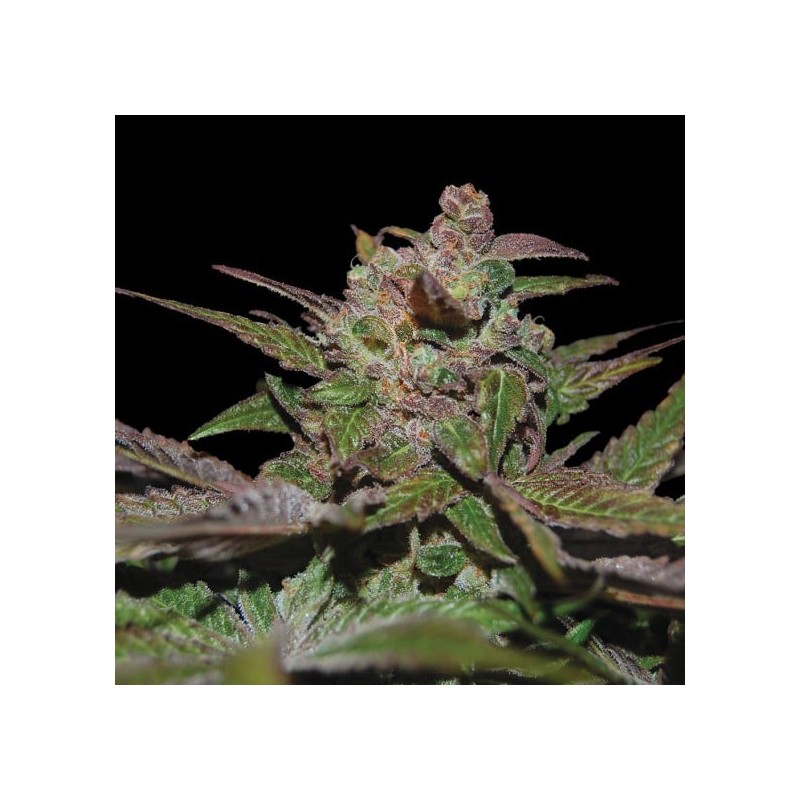 PURPLE WRECK · DNA Genetics · cannabis seeds · Fem