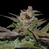 PURPLE WRECK · DNA Genetics · cannabis seeds · Fem