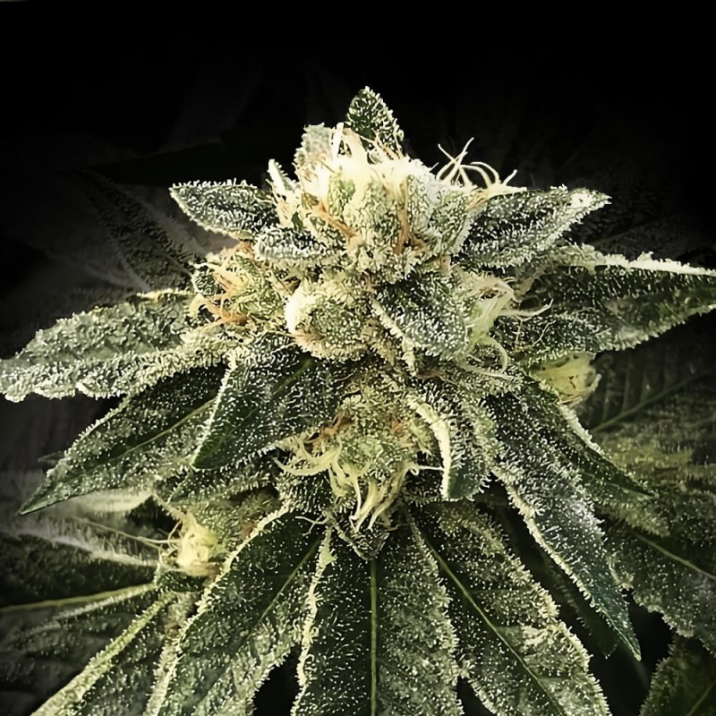 WHITE CHOCOLOPE · DNA Genetics · kaufen cannabis samen · Fem