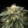 WHITE CHOCOLOPE · DNA Genetics · cannabis seeds · Fem