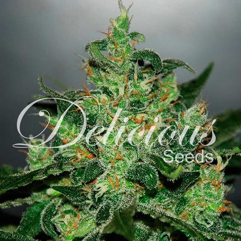 CRITICAL JACK HERER AUTO · Delicious · semi di canapa · AutoFem