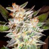 DELICIOUS CANDY AUTO · Delicious · cannabis seeds · AutoFem