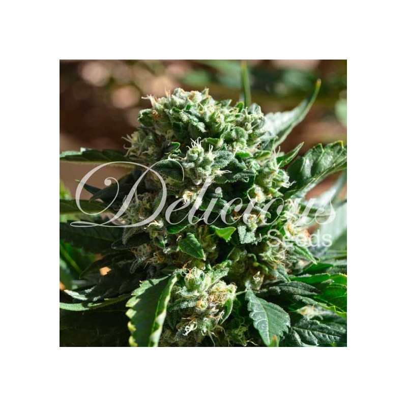 IL DIAVOLO AUTO · Delicious · sementes de maconha · AutoFem