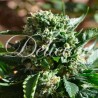 IL DIAVOLO AUTO · Delicious · cannabis seeds · AutoFem