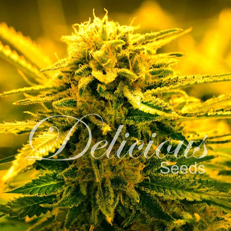 SUGAR BLACK ROSE AUTO · Delicious · semi di canapa  · AutoFem