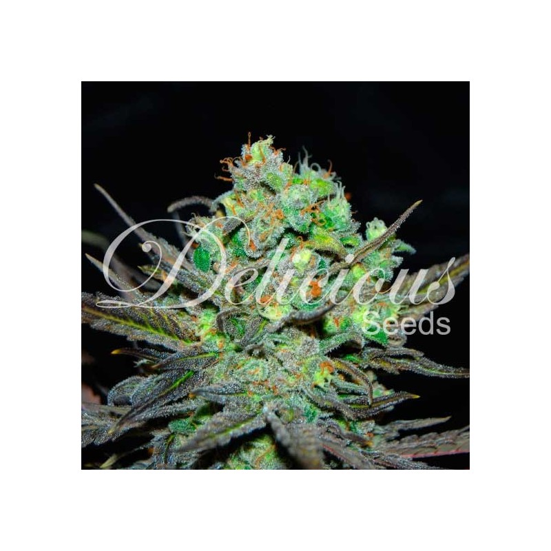 ELEVEN ROSES · Delicious · kenevir tohum · Disi · Fem