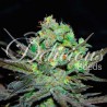 ELEVEN ROSES · Delicious · cannabis seeds · Fem