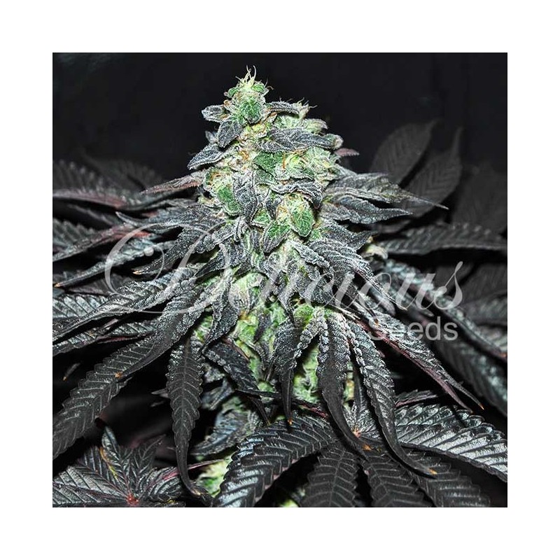 GOLOSA · Delicious · cannabis seeds · Fem