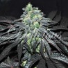 GOLOSA · Delicious · kaufen  cannabis samen · Fem