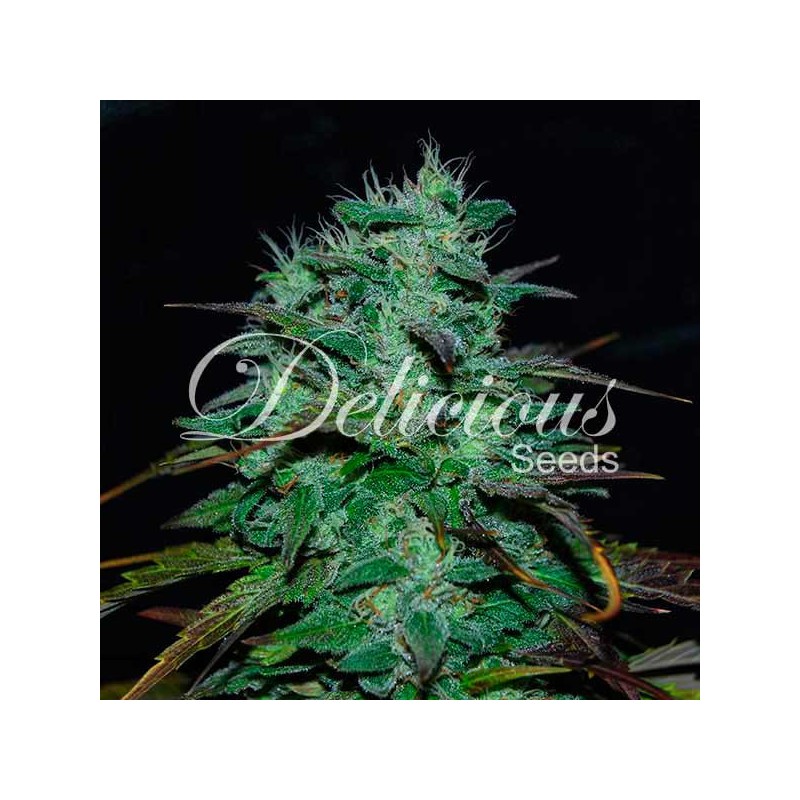 CHOCOBANG · Delicious · semi di canapa · Fem