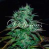 CHOCOBANG · Delicious · semi di canapa · Fem