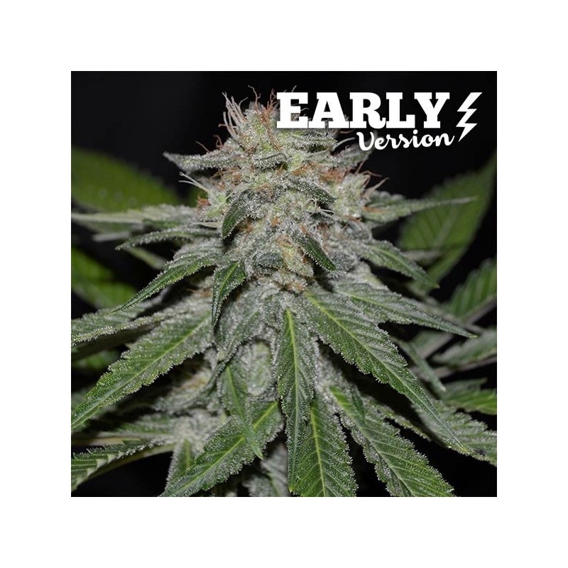 CRITICAL NEVILLE HAZE EARLY VERSION · Delicious · semi di canapa · Fem