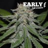 CRITICAL NEVILLE HAZE EARLY VERSION · Delicious · semi di canapa · Fem