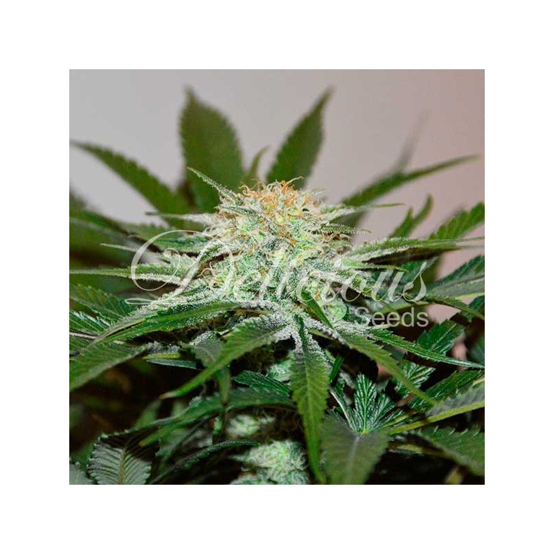 DESCOJACK · Delicious · cannabis seeds · Fem
