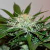DESCOJACK · Delicious · cannabis samen · Fem