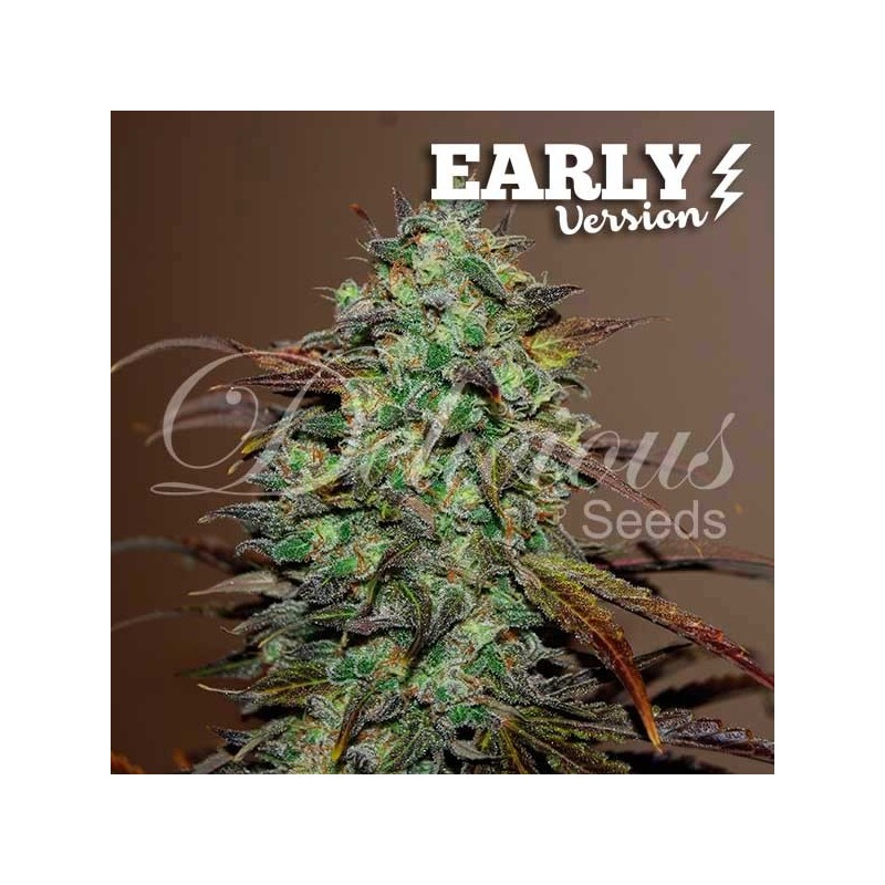 ELEVEN ROSES EARLY VERSION · Delicious · semi di canapa · Fem