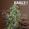 ELEVEN ROSES EARLY VERSION · Delicious · semi di canapa · Fem