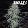 GOLOSA EARLY VERSION · Delicious · cannabis seeds · Fem