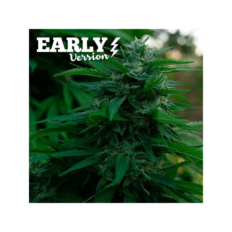 LORD KUSH EARLY VERSION · Delicious · semi di canapa · Fem
