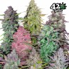 MIX PACK AUTO · FastBuds Seeds · cannabis seeds · AutoFem
